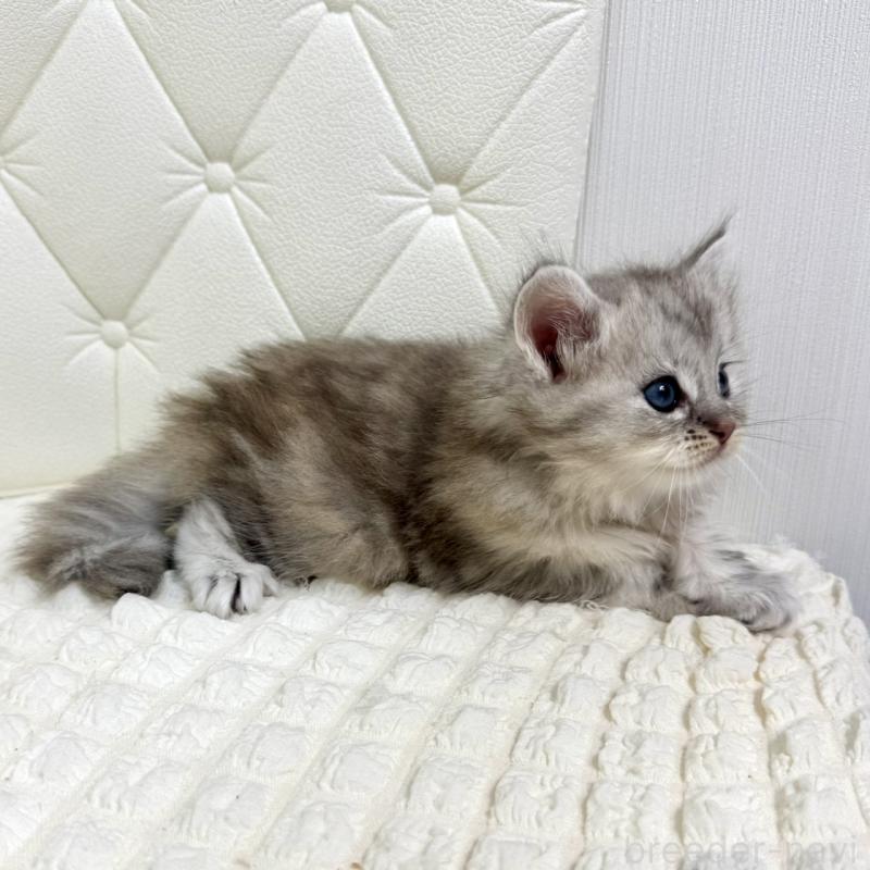 販売中の鹿児島県のサイベリアン-131448の3枚目