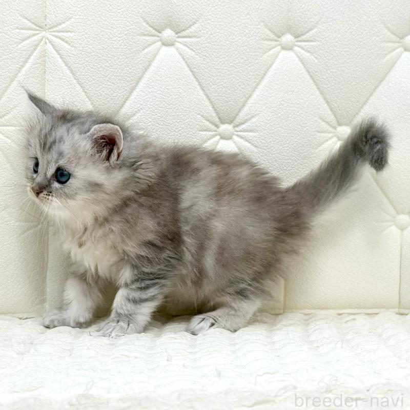 販売中の鹿児島県のサイベリアン-131448の2枚目