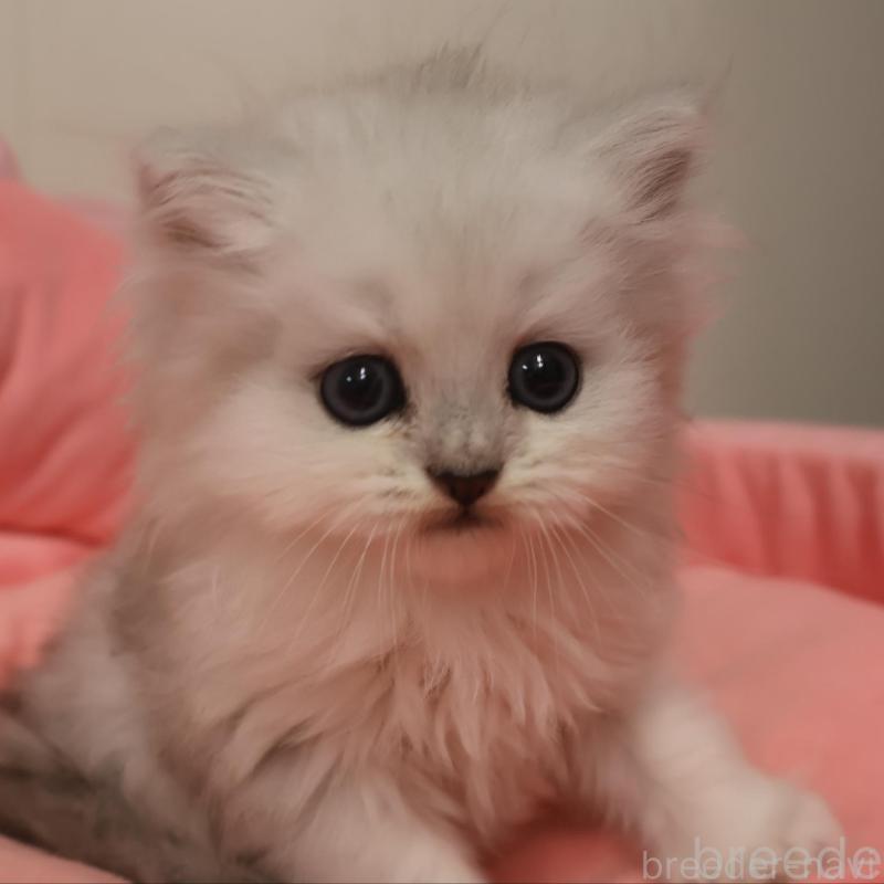 販売中の東京都のミヌエット-131449