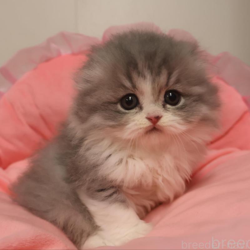 成約済の東京都のミヌエット-131450の1枚目