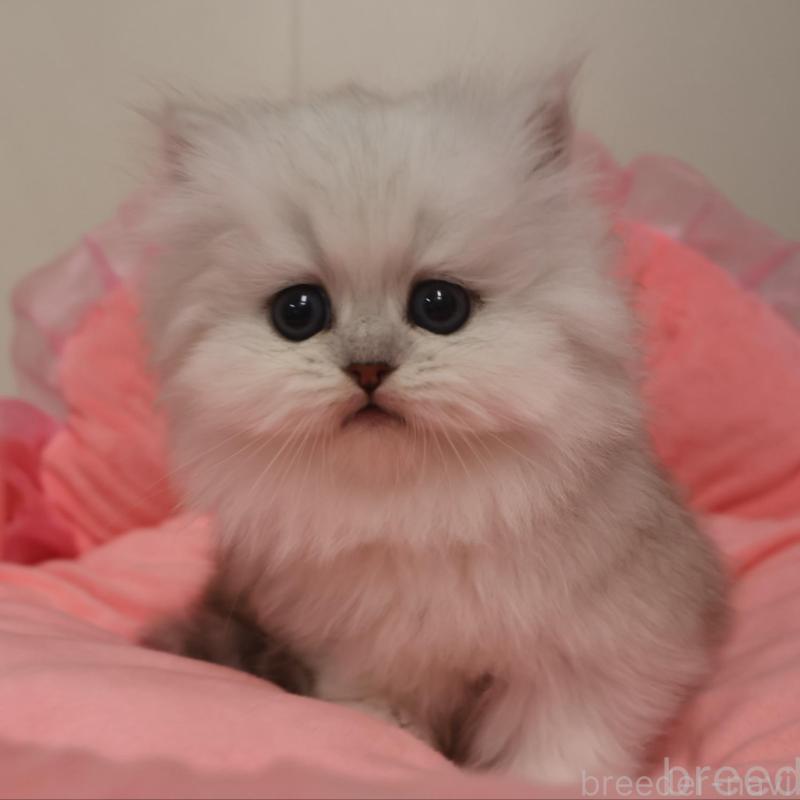 販売中の東京都のペルシャ(チンチラ)-131451