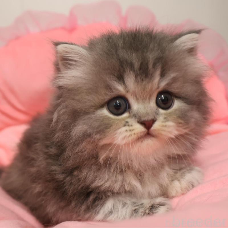 販売中の東京都のスコティッシュフォールド-131452の1枚目