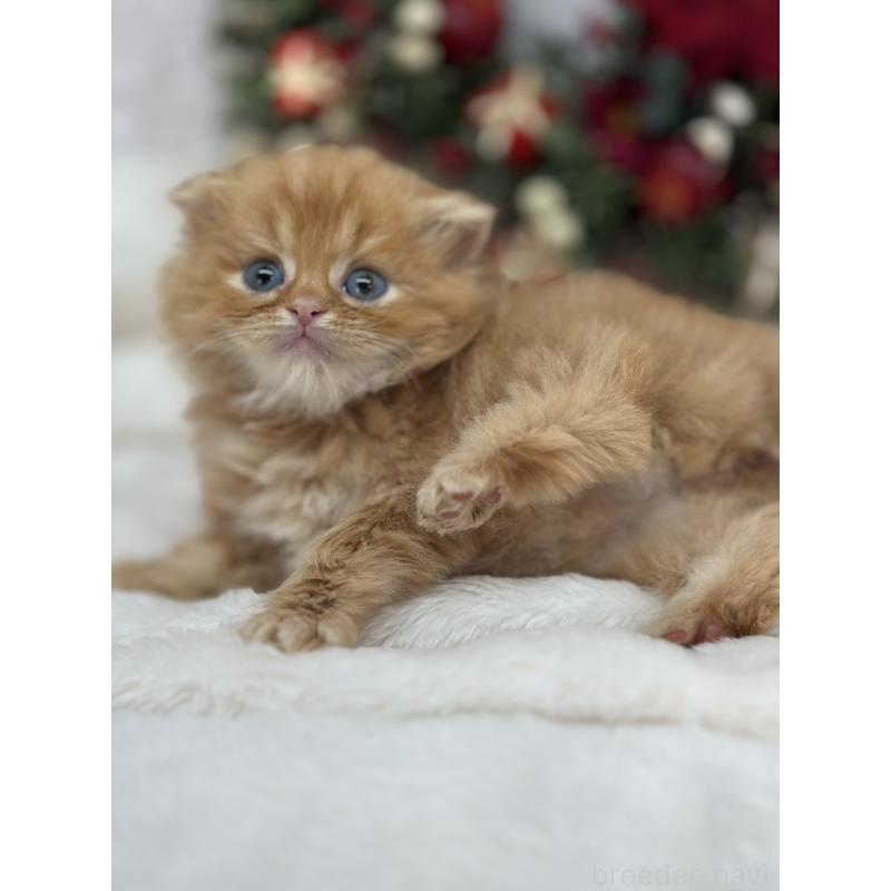 販売中の長野県のスコティッシュフォールド(折れ耳)-131454の5枚目