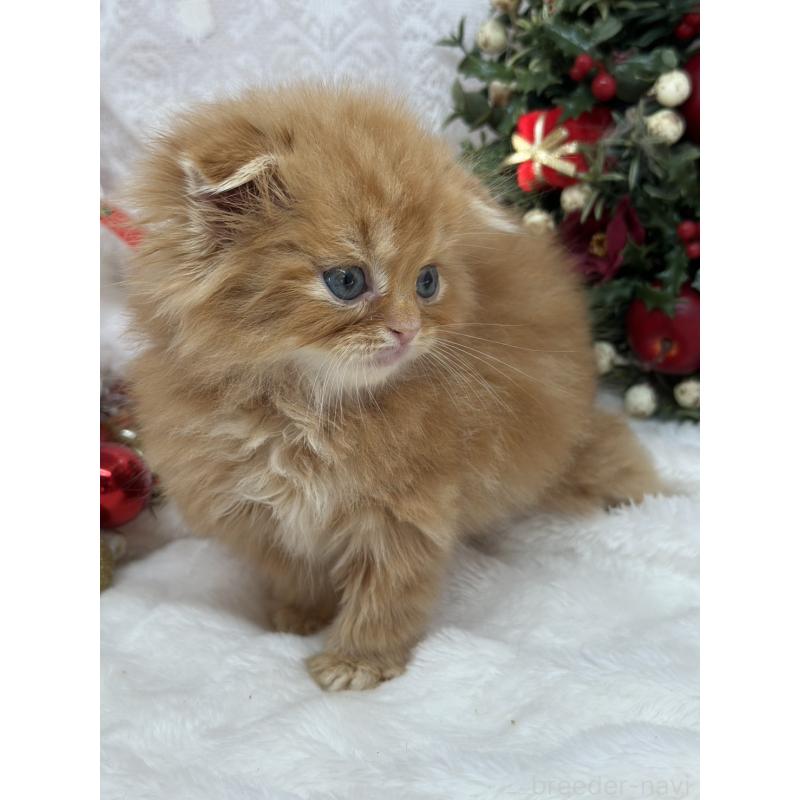 販売中の長野県のスコティッシュフォールド(折れ耳)-131454の4枚目