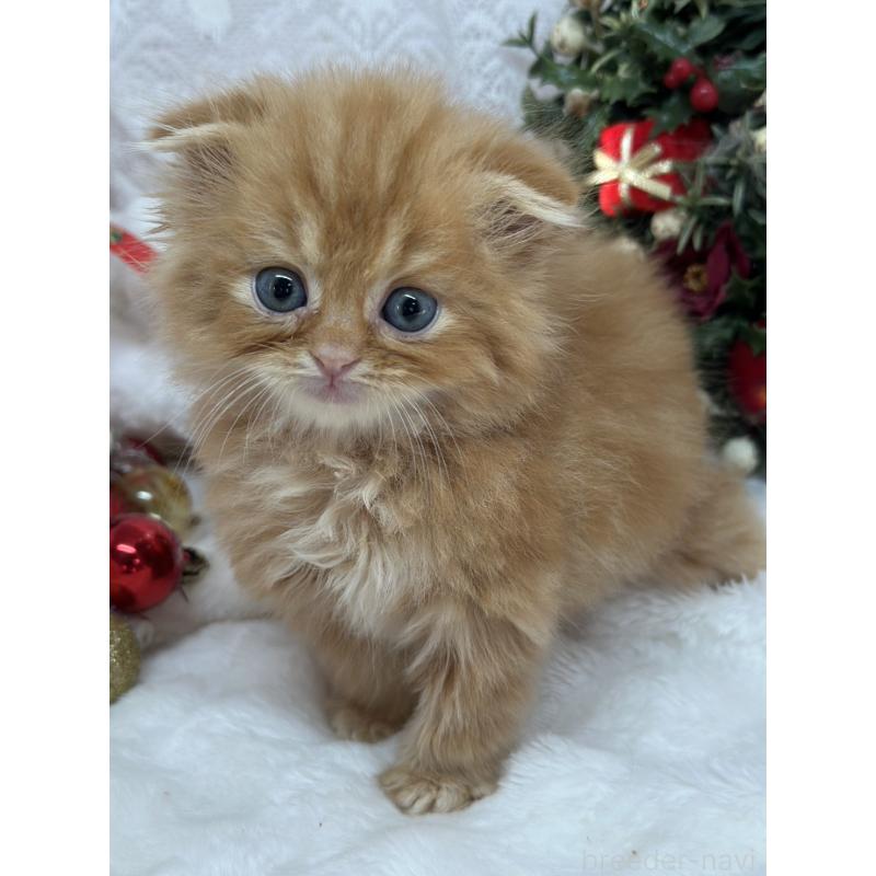 販売中の長野県のスコティッシュフォールド(折れ耳)-131454の3枚目