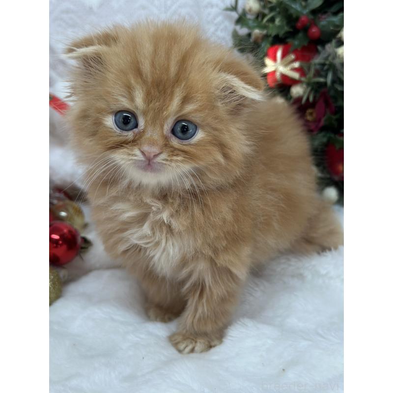 販売中の長野県のスコティッシュフォールド(折れ耳)-131454の2枚目