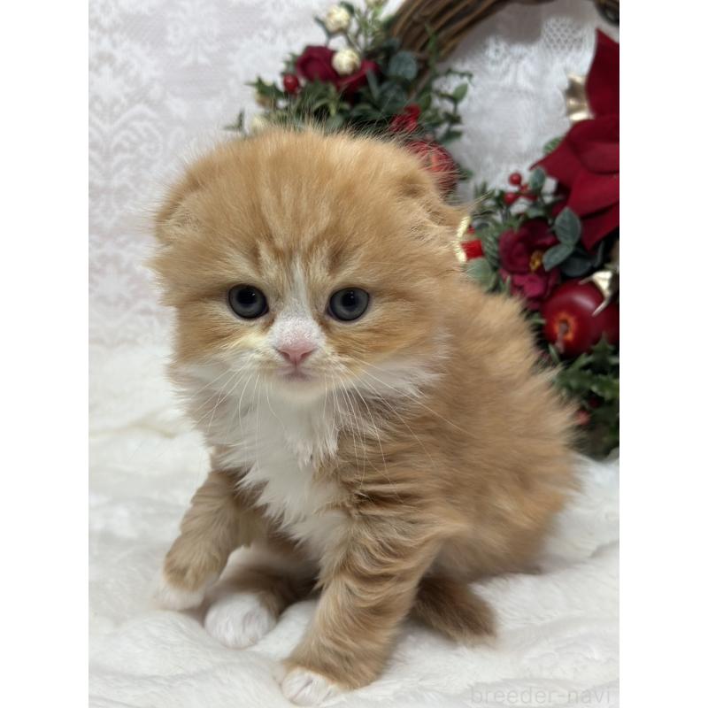 販売中の長野県のスコティッシュフォールド(折れ耳)-131455の6枚目