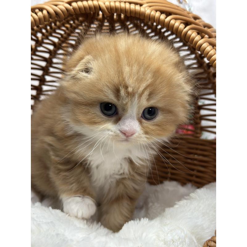 販売中の長野県のスコティッシュフォールド(折れ耳)-131455の5枚目