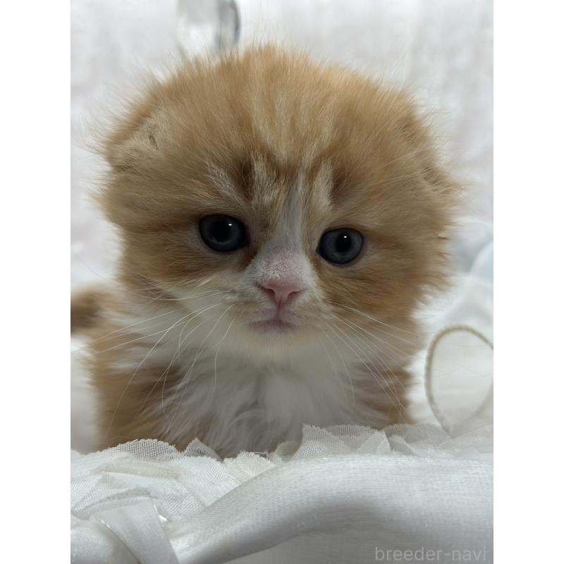 販売中の長野県のスコティッシュフォールド(折れ耳)-131455の4枚目