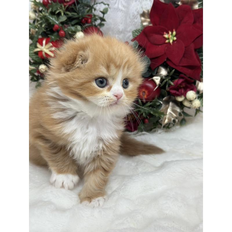 販売中の長野県のスコティッシュフォールド(折れ耳)-131455の3枚目