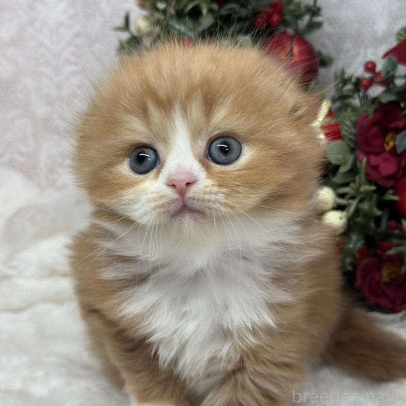 販売中の長野県のスコティッシュフォールド(折れ耳)-131455