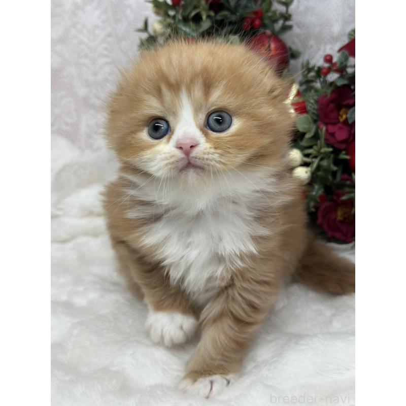 販売中の長野県のスコティッシュフォールド(折れ耳)-131455の2枚目