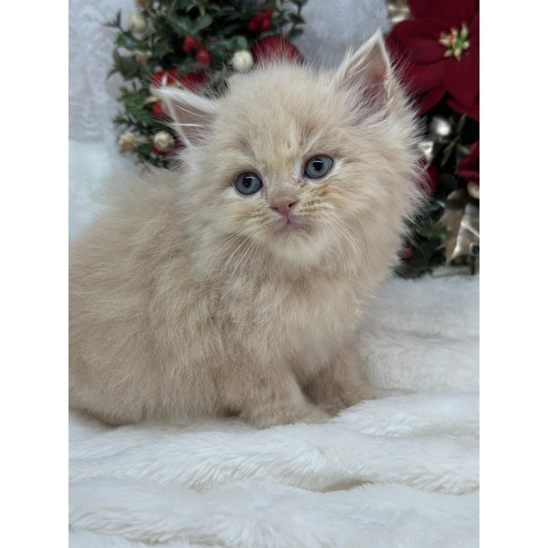 販売中の長野県のスコティッシュフォールド-131456の6枚目