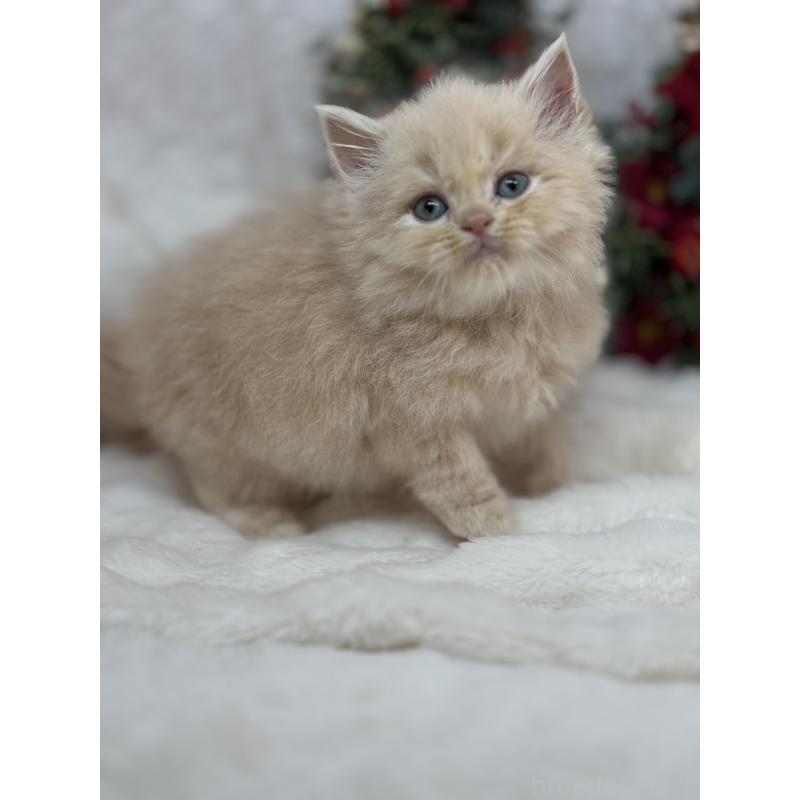 販売中の長野県のスコティッシュフォールド-131456の3枚目