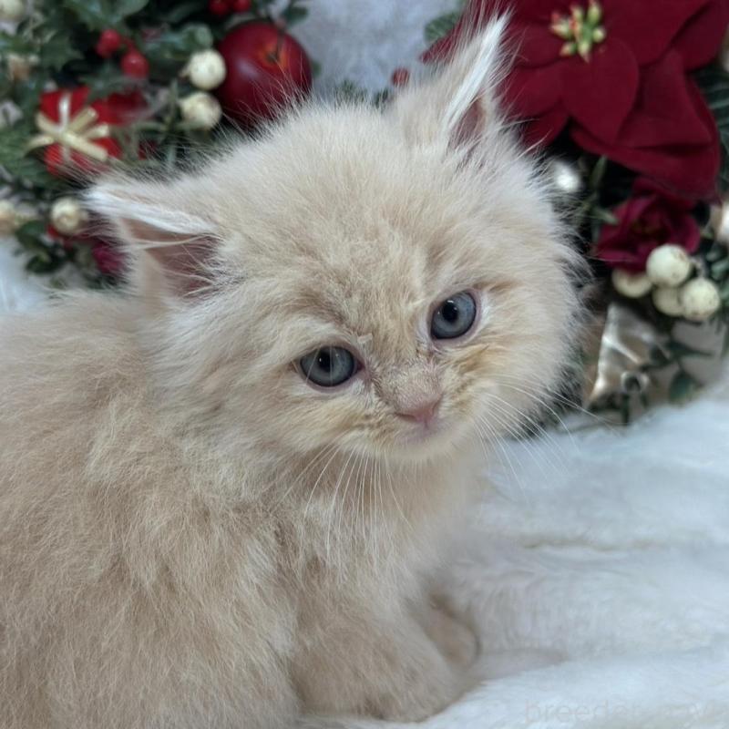 販売中の長野県のスコティッシュフォールド-131456