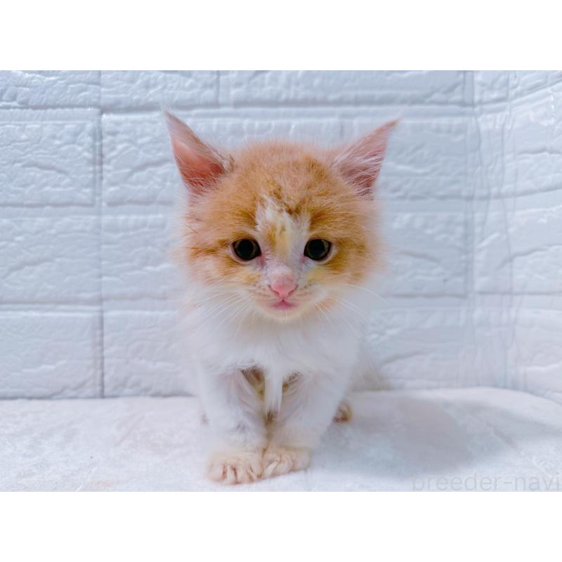 販売中の鹿児島県のミックス-129563の6枚目