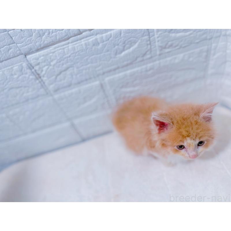 販売中の鹿児島県のミックス-129563の3枚目