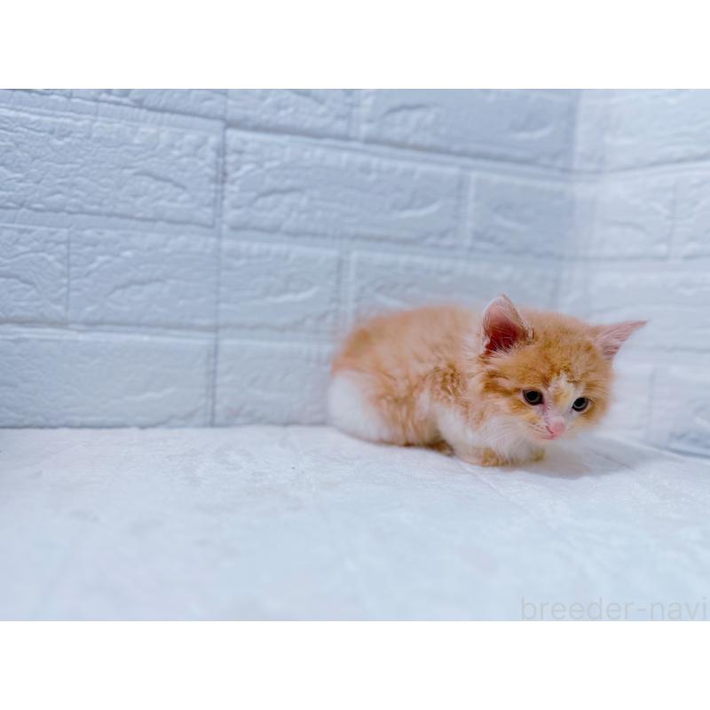 販売中の鹿児島県のミックス-129563の2枚目