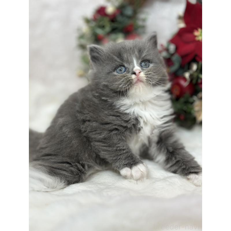 販売中の長野県のスコティッシュフォールド-131457の5枚目