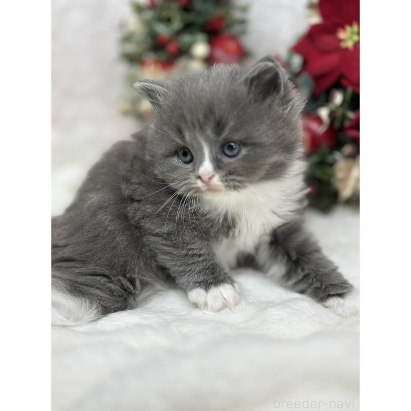 販売中の長野県のスコティッシュフォールド-131457の4枚目