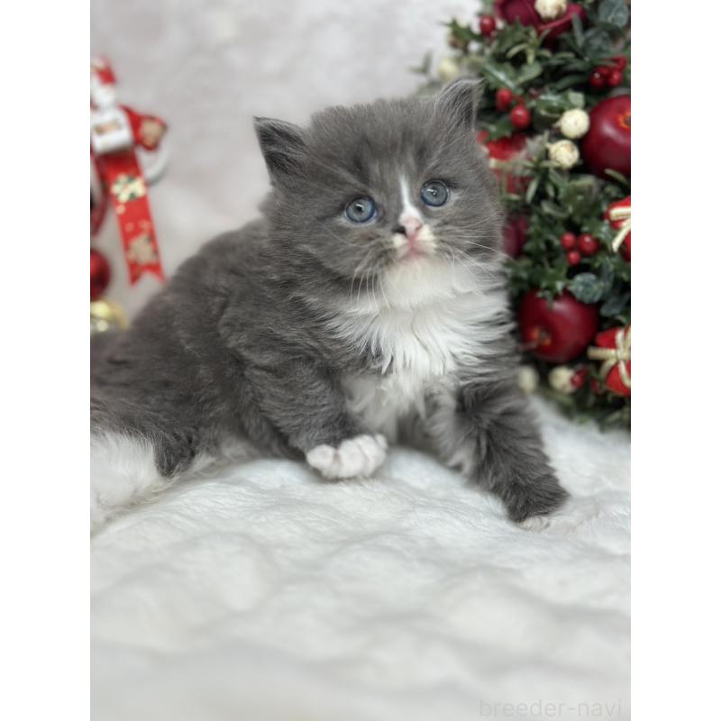 販売中の長野県のスコティッシュフォールド-131457の3枚目