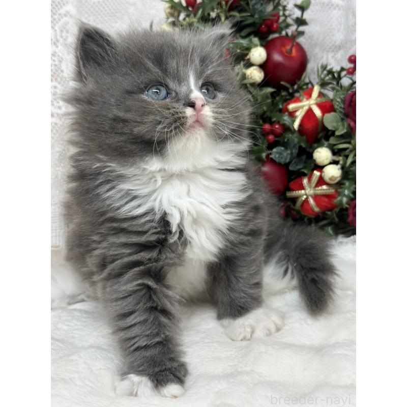 販売中の長野県のスコティッシュフォールド-131457の2枚目