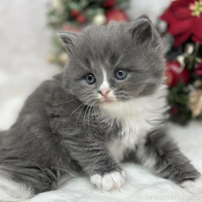 販売中の長野県のスコティッシュフォールド-131457