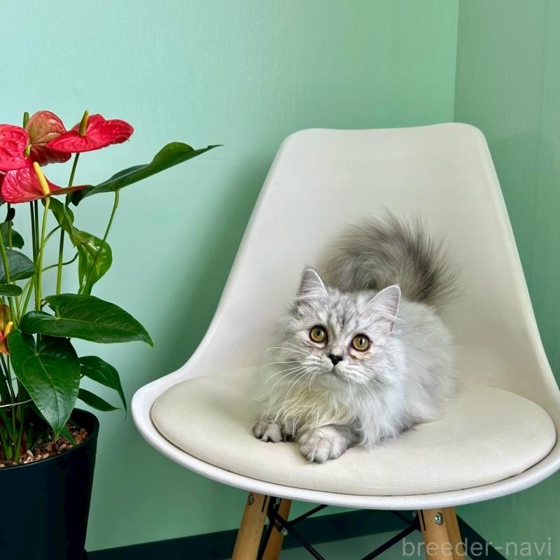 販売中の千葉県のマンチカン-121877の3枚目