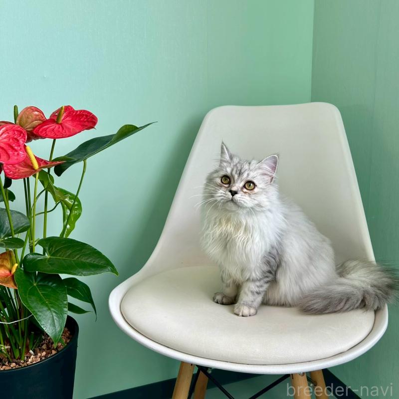 販売中の千葉県のマンチカン-121877の2枚目