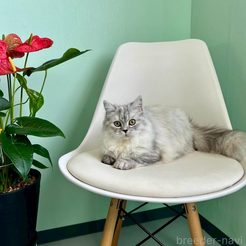 販売中の千葉県のマンチカン-121876の1枚目