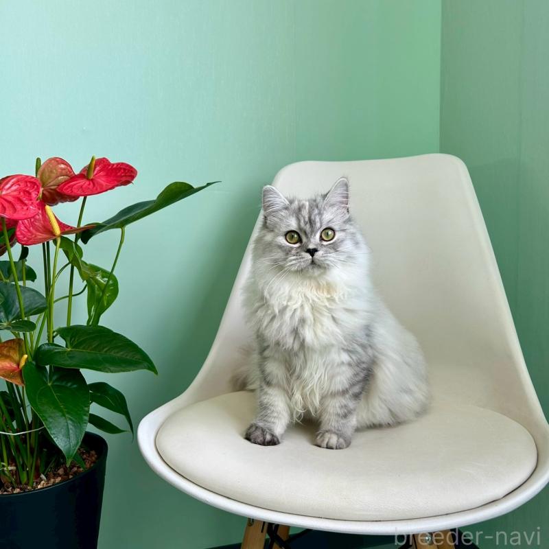 販売中の千葉県のマンチカン-121876の3枚目