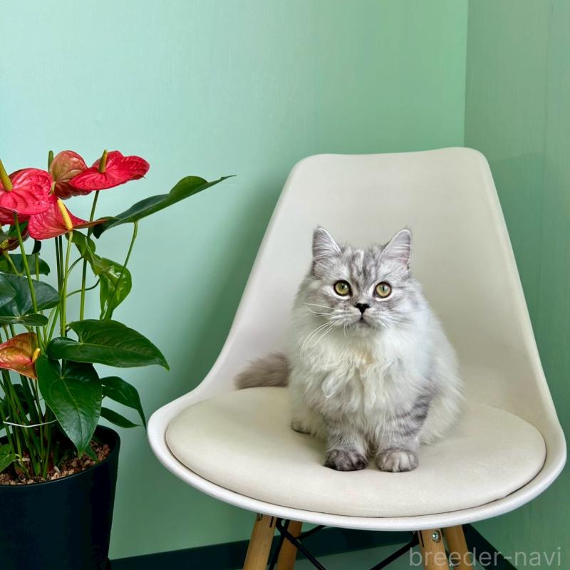 販売中の千葉県のマンチカン-121876の2枚目