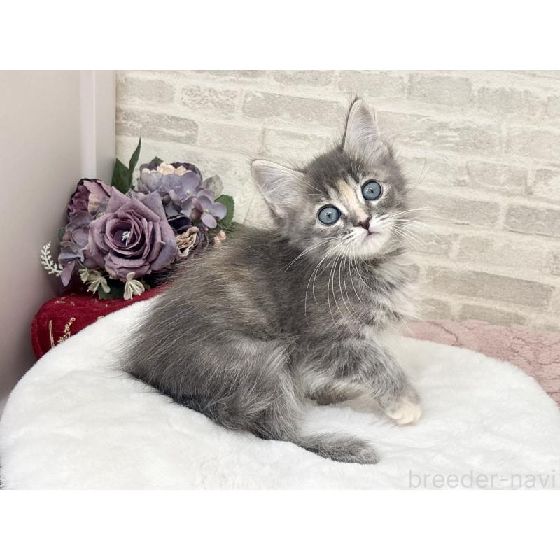 販売中の埼玉県のサイベリアン-129838の6枚目