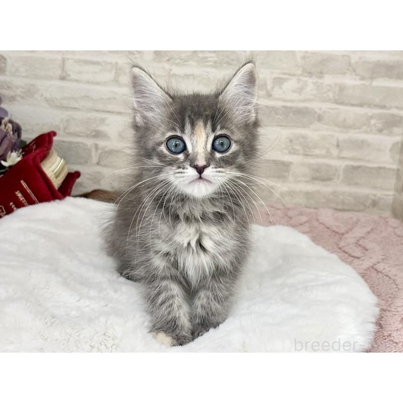 販売中の埼玉県のサイベリアン-129838の5枚目