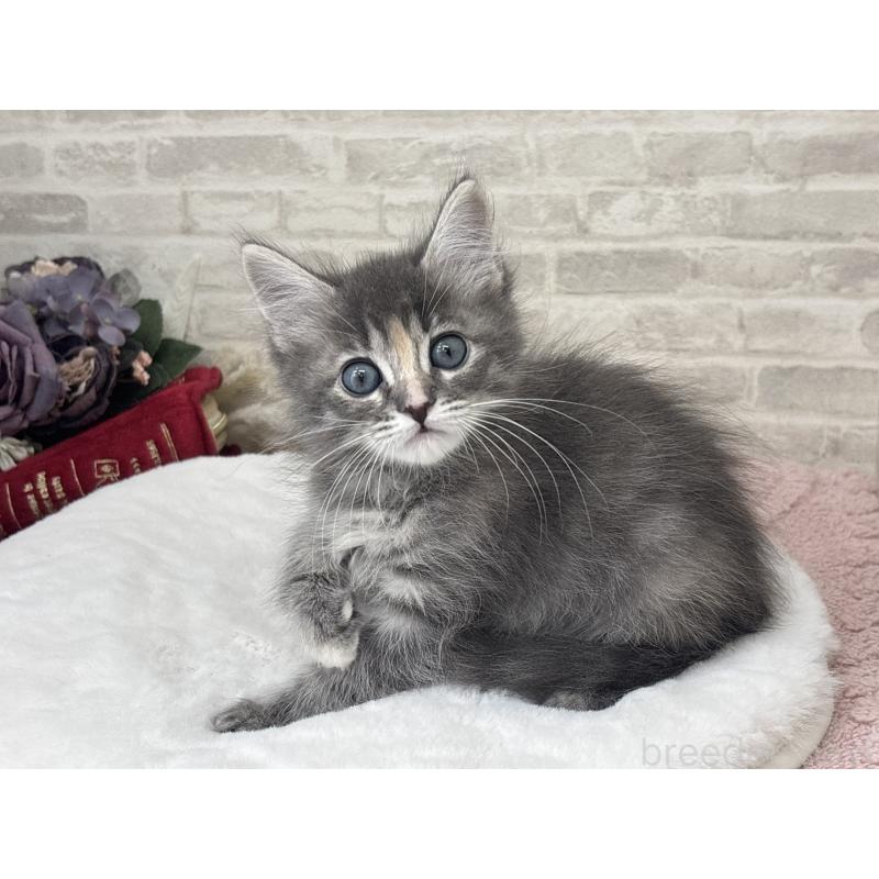 販売中の埼玉県のサイベリアン-129838の4枚目