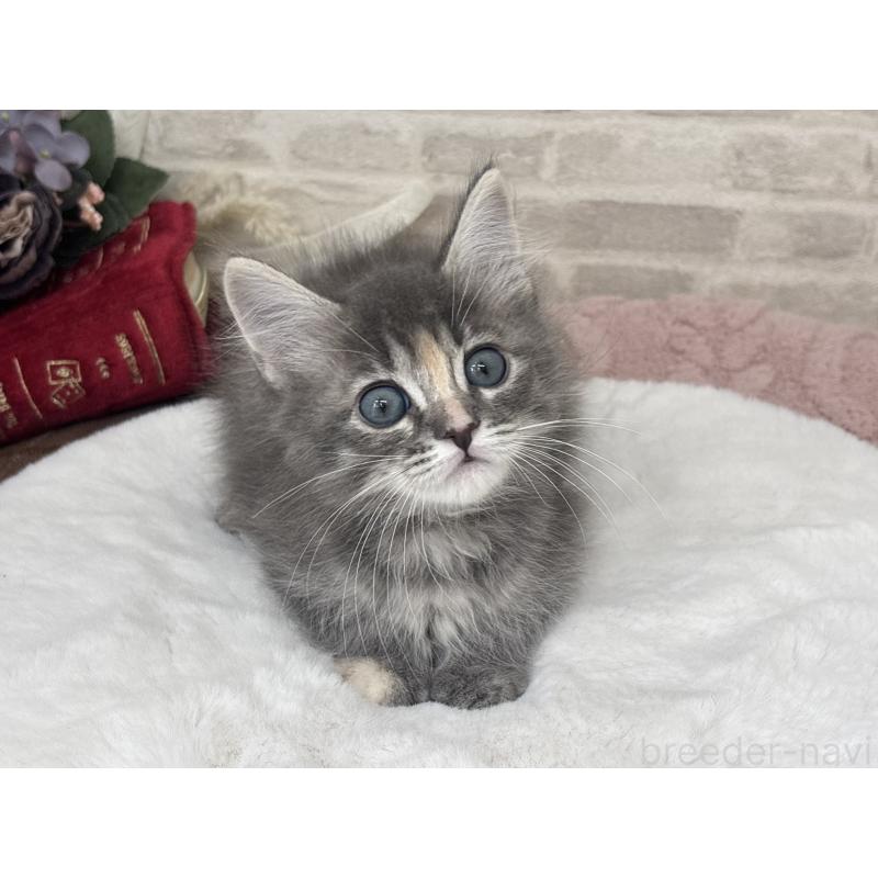 販売中の埼玉県のサイベリアン-129838の3枚目