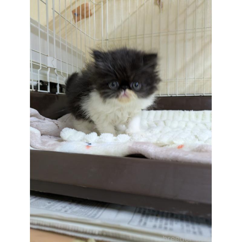 販売中の青森県のエキゾチックロングヘア-131458の6枚目