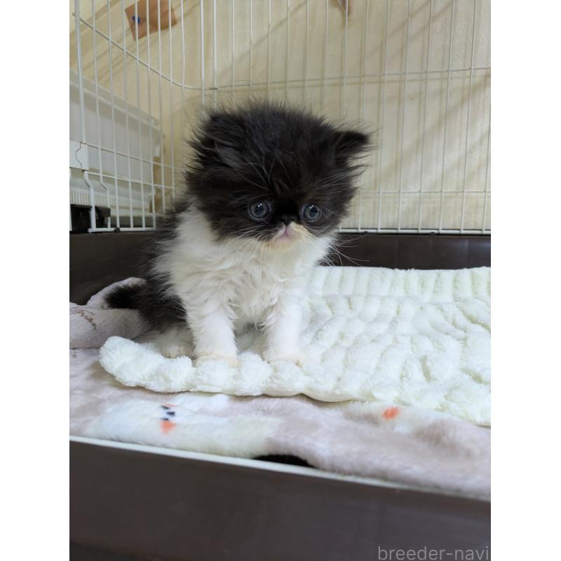 販売中の青森県のエキゾチックロングヘア-131458の5枚目