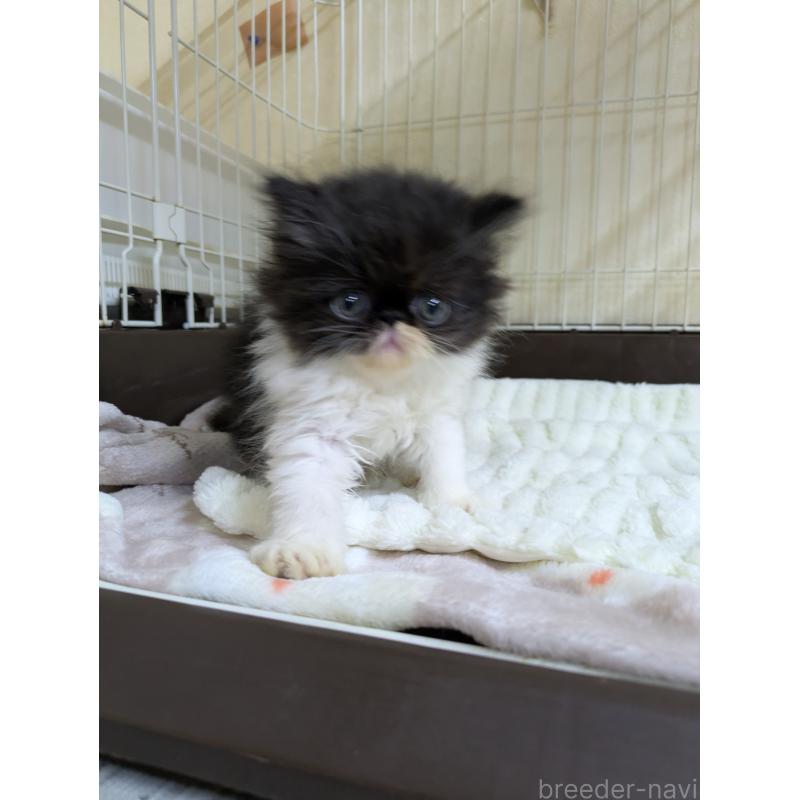 販売中の青森県のエキゾチックロングヘア-131458の4枚目