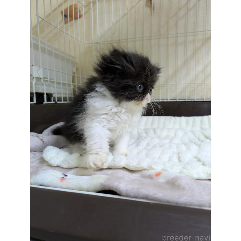 販売中の青森県のエキゾチックロングヘア-131458の3枚目