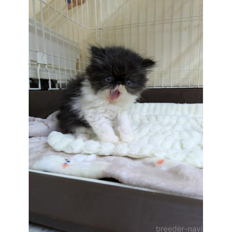 販売中の青森県のエキゾチックロングヘア-131458の2枚目