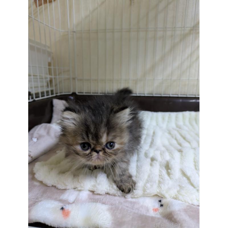 販売中の青森県のエキゾチックロングヘア-131460の6枚目