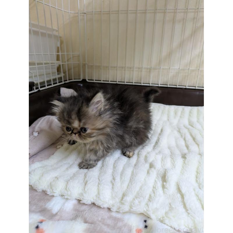 販売中の青森県のエキゾチックロングヘア-131460の5枚目