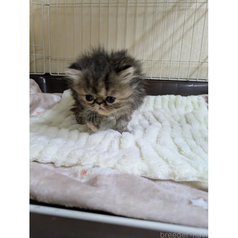 販売中の青森県のエキゾチックロングヘア-131460の3枚目