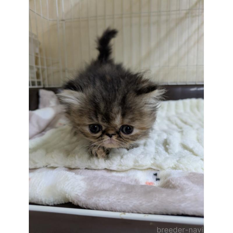 販売中の青森県のエキゾチックロングヘア-131460の2枚目