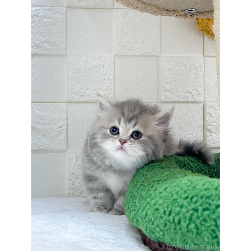 販売中の三重県のミヌエット-131459の5枚目