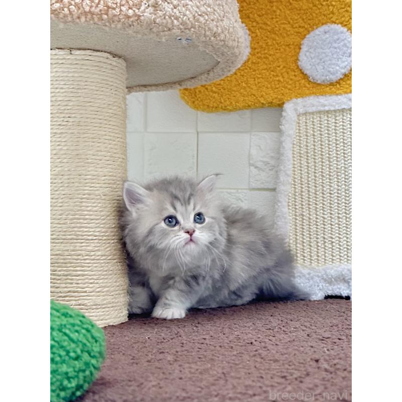 販売中の三重県のミヌエット-131459の4枚目