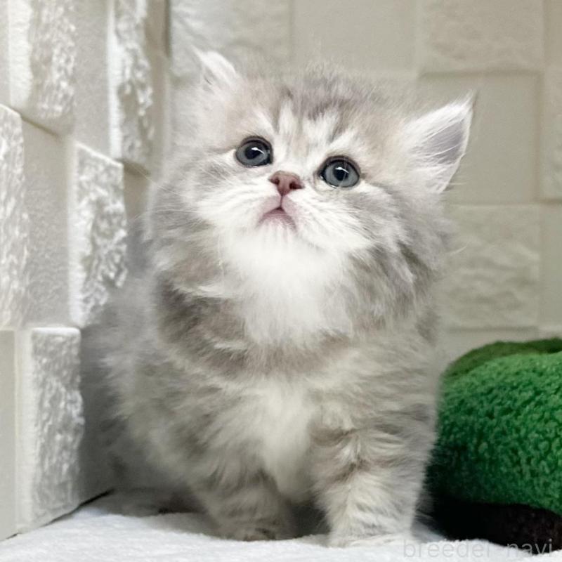 販売中の三重県のミヌエット-131459の1枚目