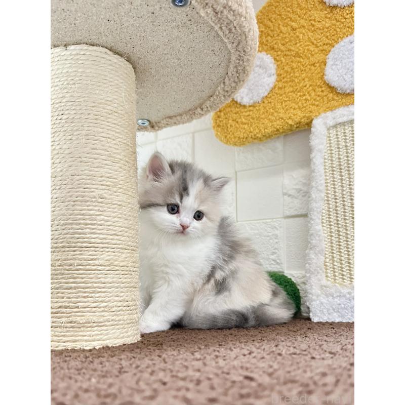 販売中の三重県のミヌエット-131461の5枚目