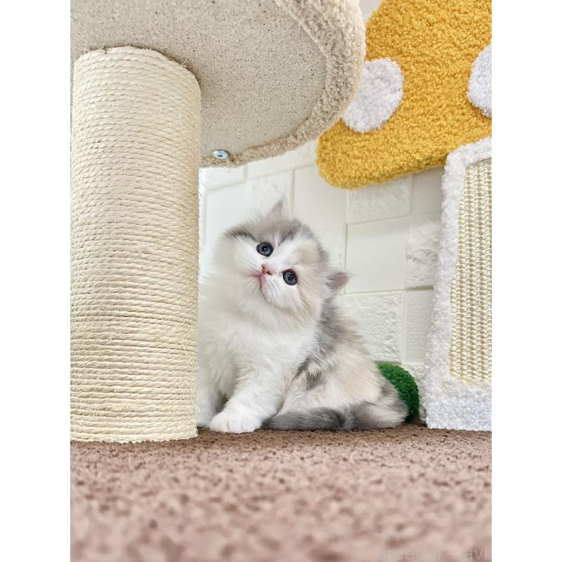 販売中の三重県のミヌエット-131461の4枚目